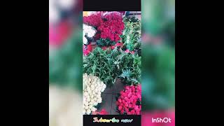 Different Types Of Flowers Ayesha Tasnim