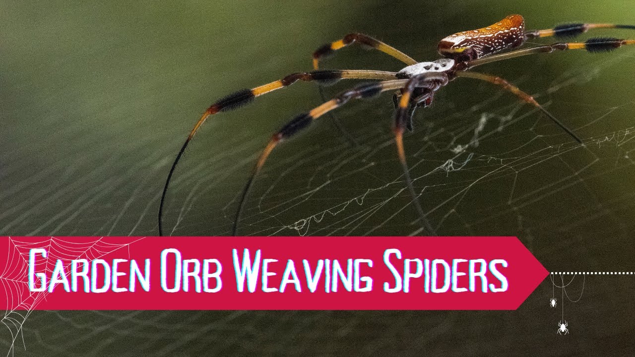 The Golden Orb Weaver: Nature’s Most Beautiful Spider