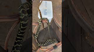 A boa and a python crawl into a bar…