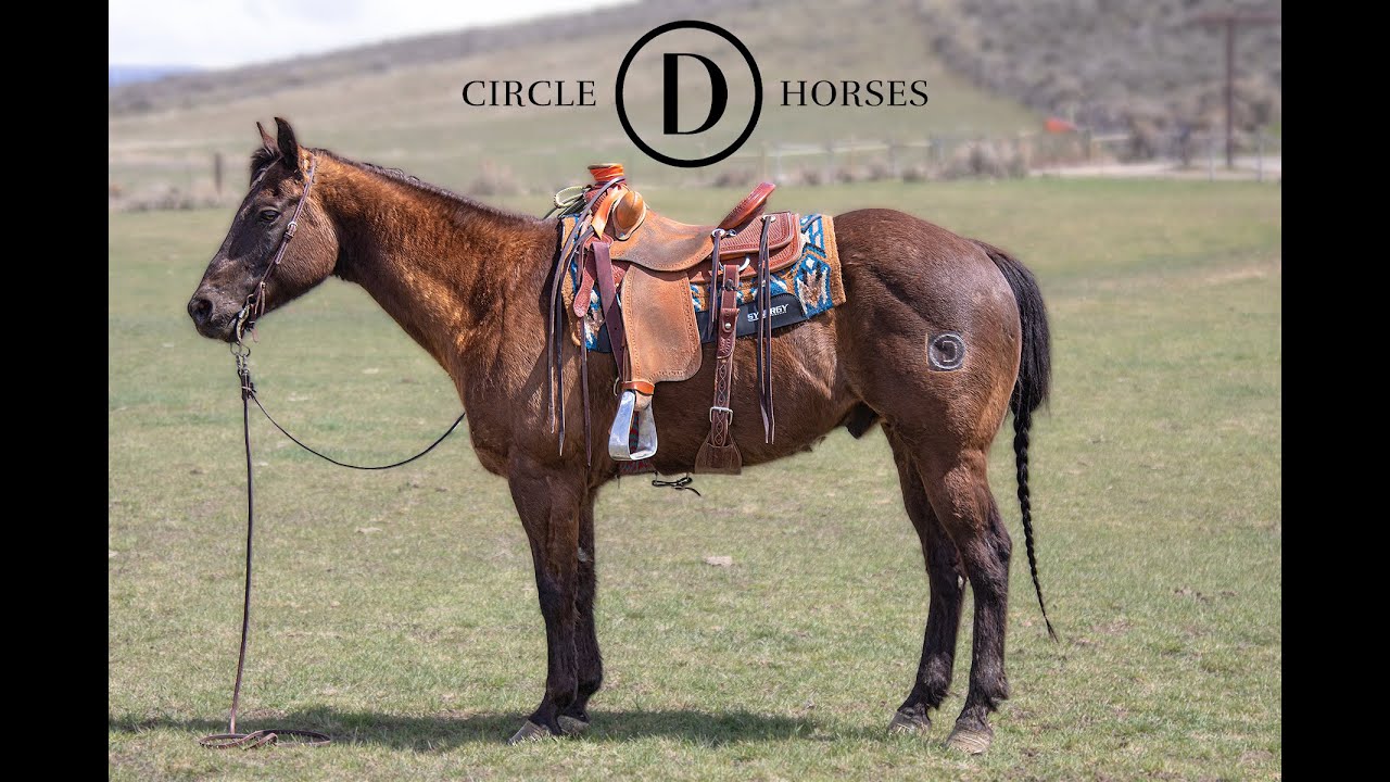 Heber Valley Horse Sale Lot 58 "Coopers Roan Ranger" YouTube