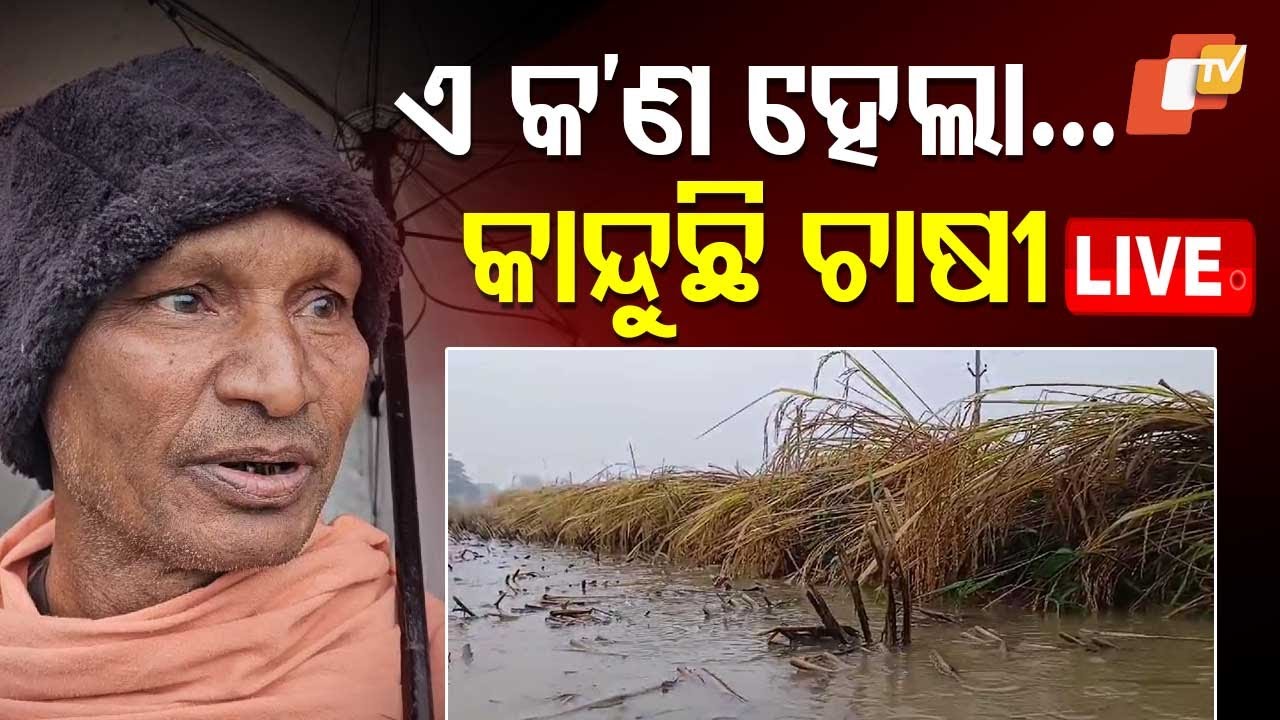 LIVE | ଅମଳ ବେଳେ କାଳ ସାଜିଲା ବର୍ଷା | Rain Update | Odisha Weather News