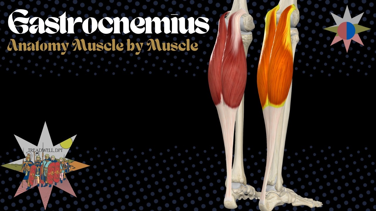 Gastrocnemius Anatomy & Biomechanics (Strains, Achilles Rupture, Gait Mechanics)