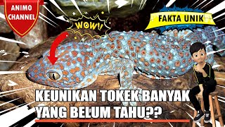 Keunikan Tokek (GEKKO) Banyak Yang Belum Tahu??