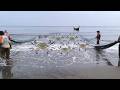Massive Fish Catch with Beach Seine Net | Traditional Fishermen Incredible Haul