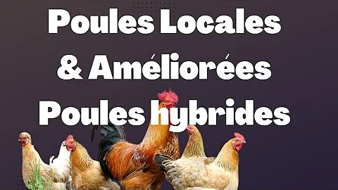 Comment nourrir les poules hybrides