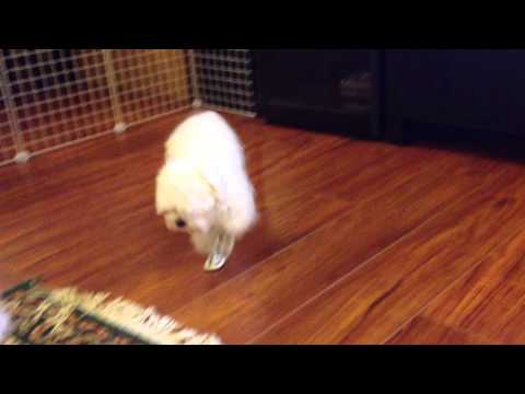 first time Milo wearing shoes4