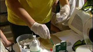 Dental Intervention In African Elephant