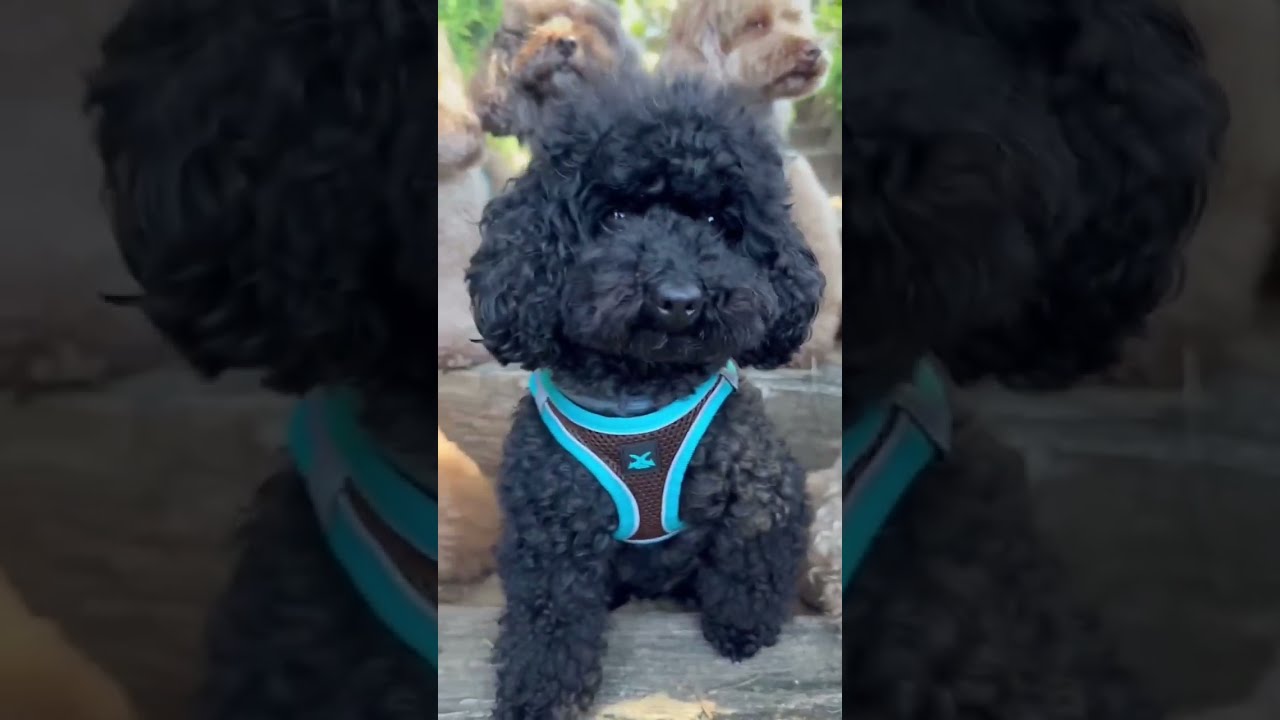 🎨 ¡Colores, comodidad y caniches felices! | Arnés XTRM NEON transpirable de Nayeco 🐾