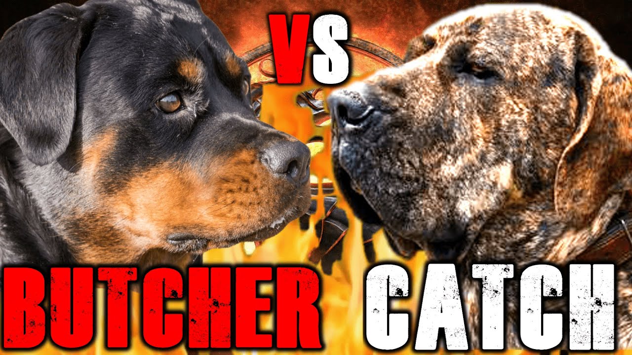 Fila Brasileiro Pitbull Terrier | Pitbull vs Fila | Powerful Dog? | Billa Boyka | - YouTube
