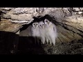 Barn owls nesting