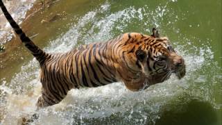 Sumatran tiger Animal by Film Fun Moz 34 views 7 years ago 2 minutes, 41 seconds