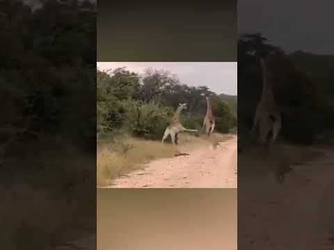 Esta leona se arrepintió de haber atacado a la jirafa… ¡Mira lo que pasó!