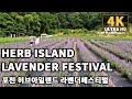 [4K] Korea Walk - Pocheon Herb Island Lavender Festival ASMR tour | 포천 허브아일랜드 라벤더 페스티벌 도보여행, 산타마을