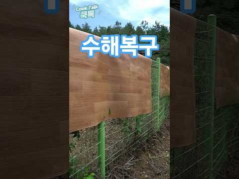 집이 침수되었습니다. 수해 복구에 집중하겠습니다. ​#수해복구 #일상공지 #쿡톡 thumbnail