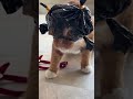 Bat cat 🐈 & Cat Videos | Cute Puppies, Crazy Cats, Pet Comedy, Viral Animal