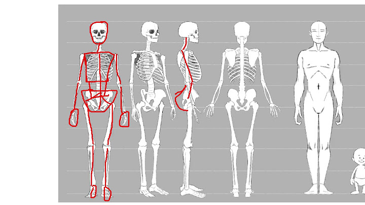 Hướng dẫn vẽ tỉ lệ cơ thể người trên giấy