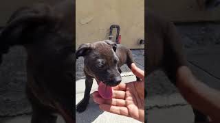 Duke Nuke Em Aka Duke Dog Da God Aka Duke Dog Da Great And I On Our Marathon