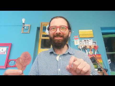 ფოთოლყურება გოჭი - ვიდეოგაკვეთილი 24