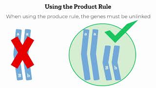 Dihybrid Crosses and the Product Rule