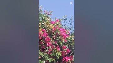 الأذان بصوت القارئ عبد العزيز سحيم