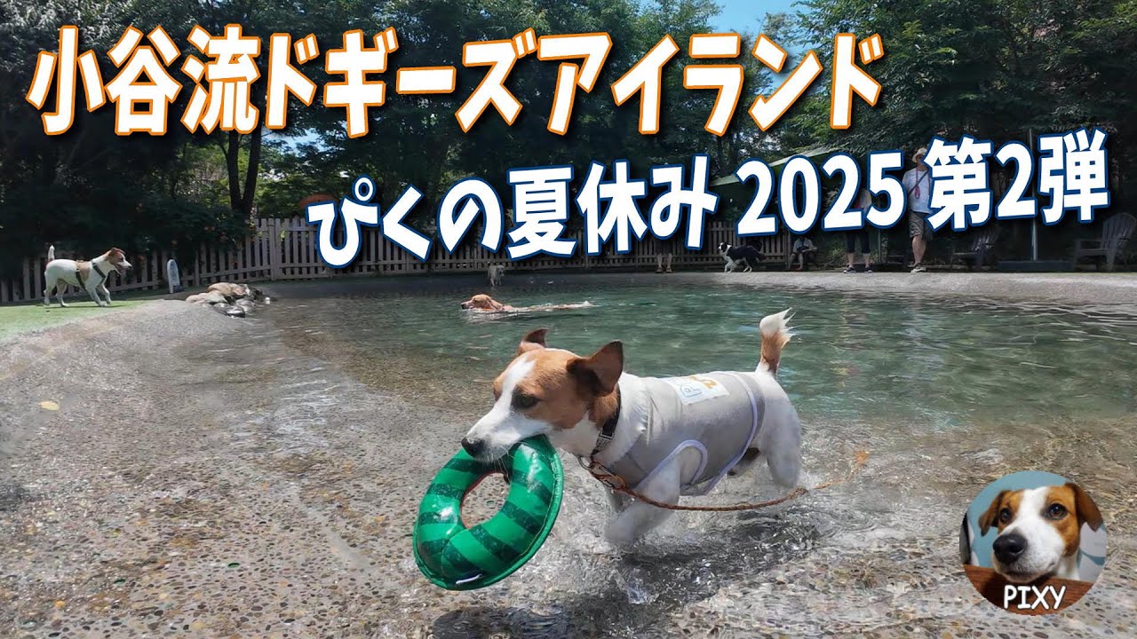 【小谷流ドギーズアイランド】ぴくの夏休み第二弾 ジャック三匹でワチャワチャ🐶