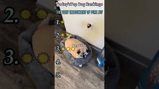 #funny #funnyvideo #fyp #foryou #dog #comedy #interesting Funny Dog Compilation.Manic laughter—haha!