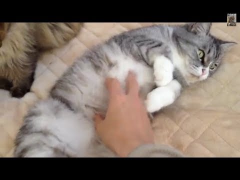 猫 かわいい イラスト 大人になっても甘えん坊な猫 friendly cats