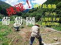 標高500m　限界集落　耕作放棄地　葡萄園　ぶどう棚編①