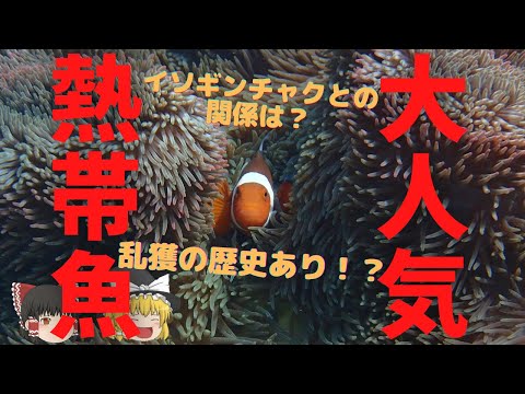 カクレクマノミの真実：寿命30年？色も多彩？6つの驚き！