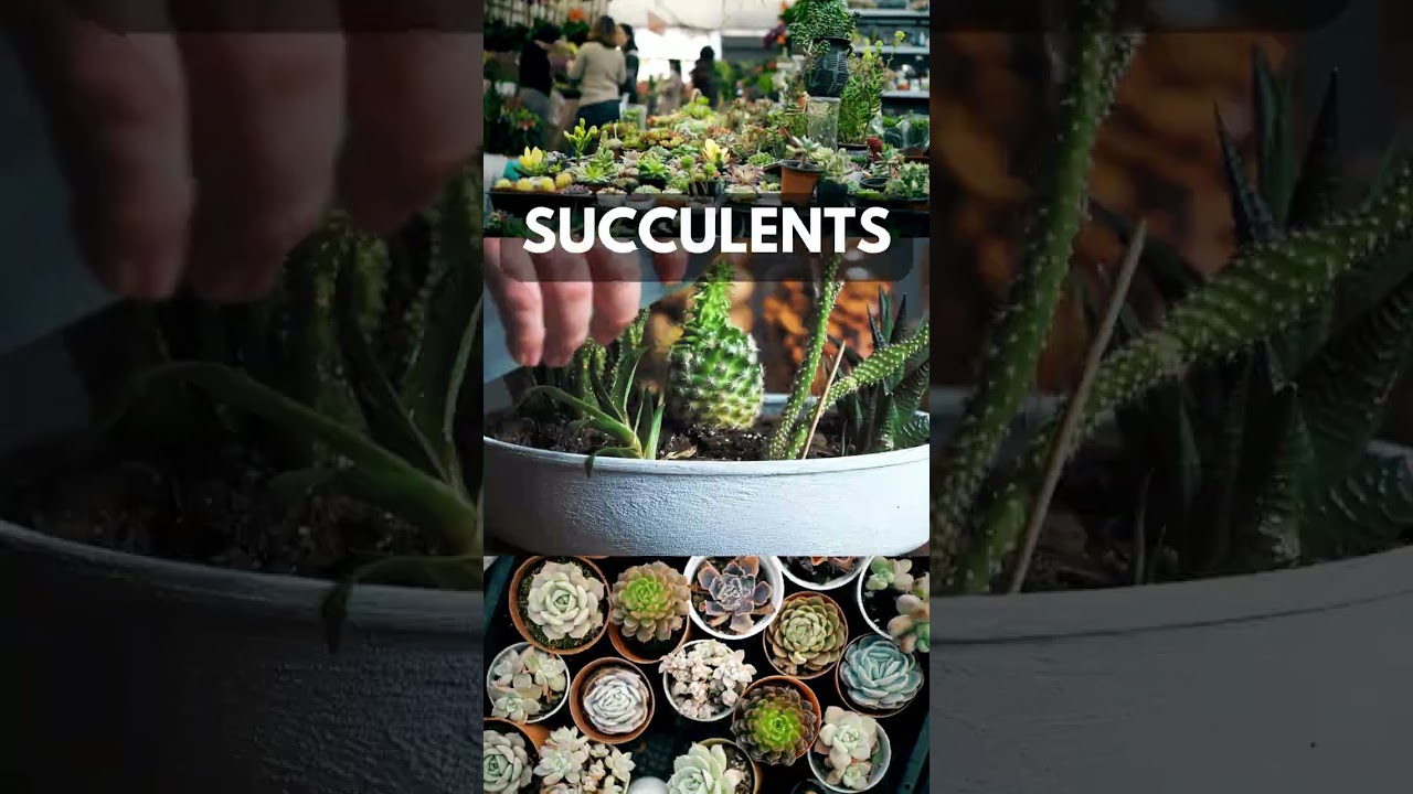 5 Easy Growing plants to Bring Home in April May!