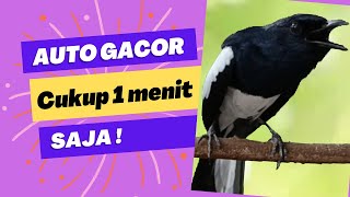Download Lagu Pancingan kacer, suara kacer gacor, masteran kacer durasi panjang MP3 Download Lagu Pancingan kacer, suara kacer gacor, masteran kacer durasi panjang MP3
