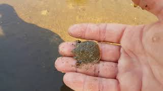 Smooth Softshell (Apalone mutica) - 20190905 170210