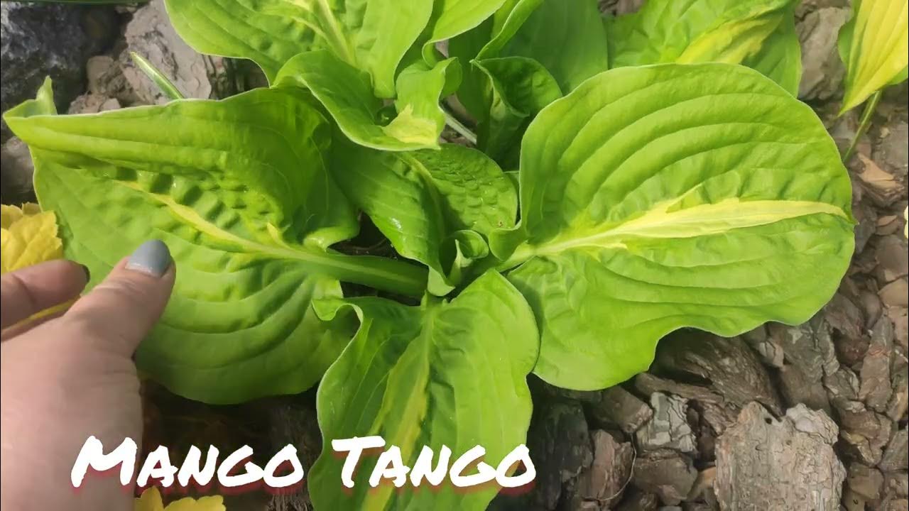 Хоста Mango Tango - YouTube