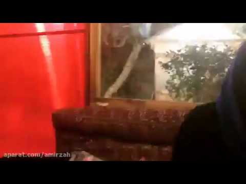 فیلم لو رفته از الناز حبیبی