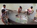 Mixed Carp Fish seeds Farm | Silver carp & rui fish catching from pond