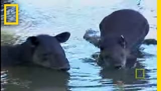What in the World is a Tapir? | National Geographic Resimi