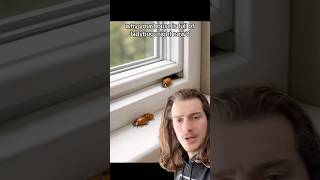 Why Your House Is Full of Ladybugs