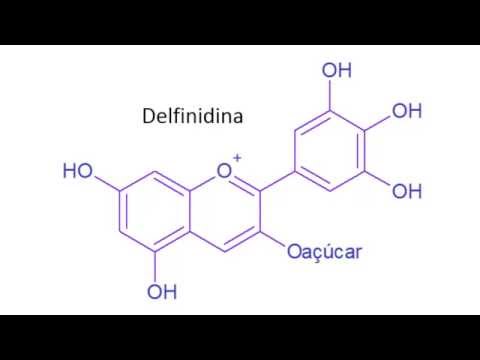 Vídeo: Como é formada a antocianina?