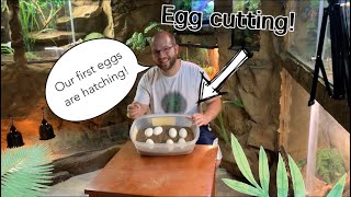 Celebrity First Egg Cutting EVER!! π π± Wealth