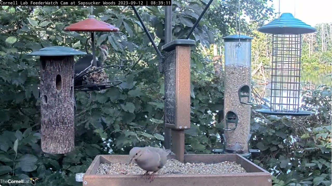 Two Pileated Woodpeckers from Cornell Lab FeederWatch Cam at Sapsucker Woods