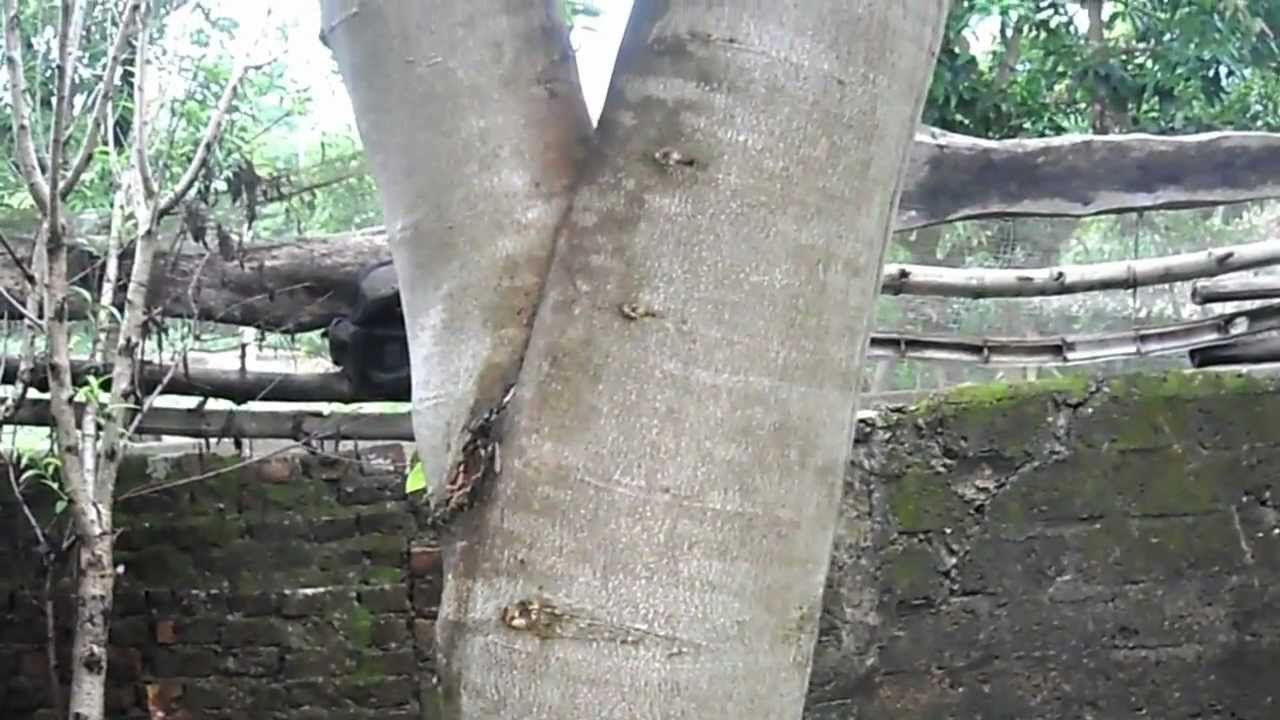 Cây sưa đỏ 7 năm tuổi - youtube