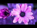 Gentle Piano Music: Relaxing Music, Sleep Music, Stress Relief, Meditation, Calm Piano