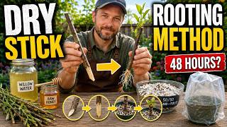 Celebrity Finally! The 2000-Year-Old Method To Rooting Even DRY Sticks In 48 Hours! Profile