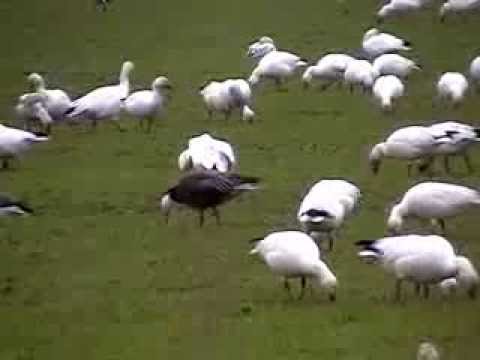anacortes to orcas ferry Blue Morph Snow Goose