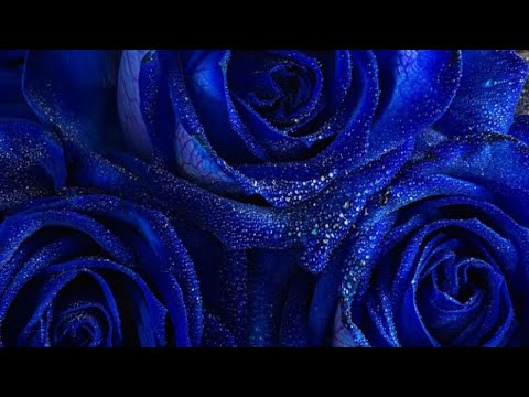 373. Рустам Нахушев
