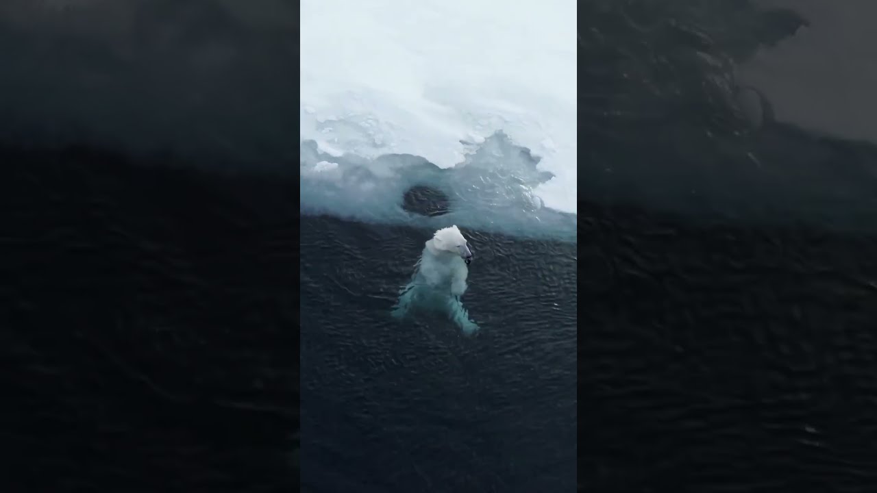 The Original Polar Plunge Polar Bear Enjoying 