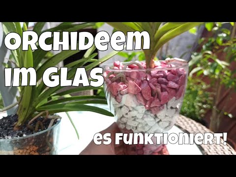 Orchidee im Glas: Das überraschende Ergebnis an den Wurzeln