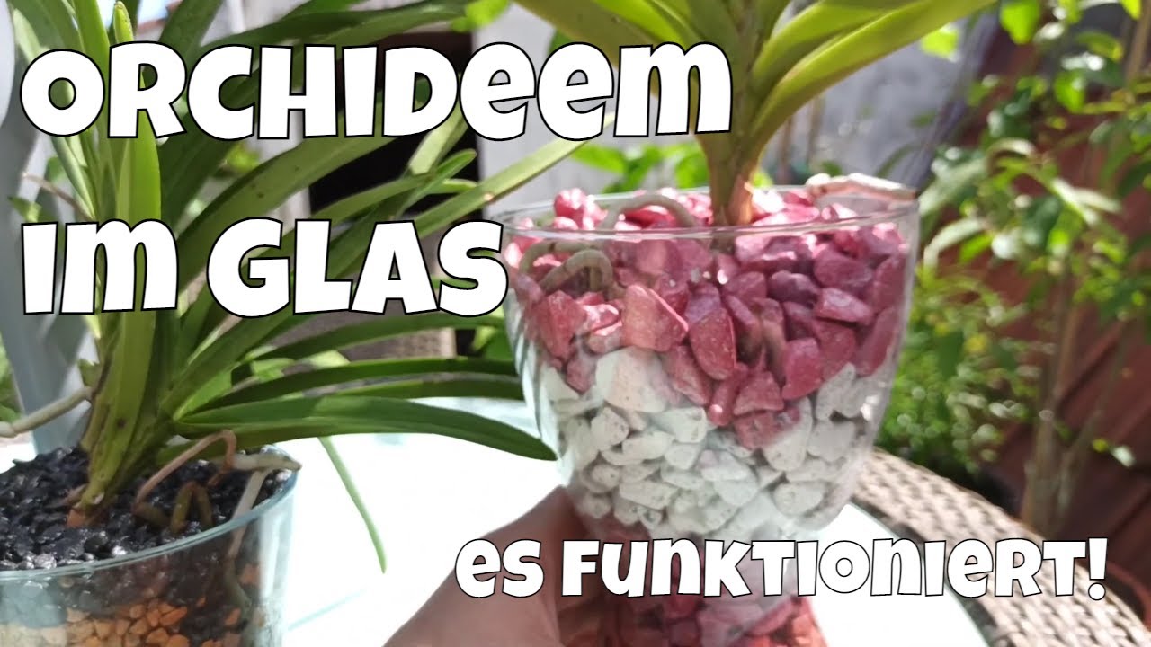 Orchidee im Glas: Das überraschende Ergebnis an den Wurzeln