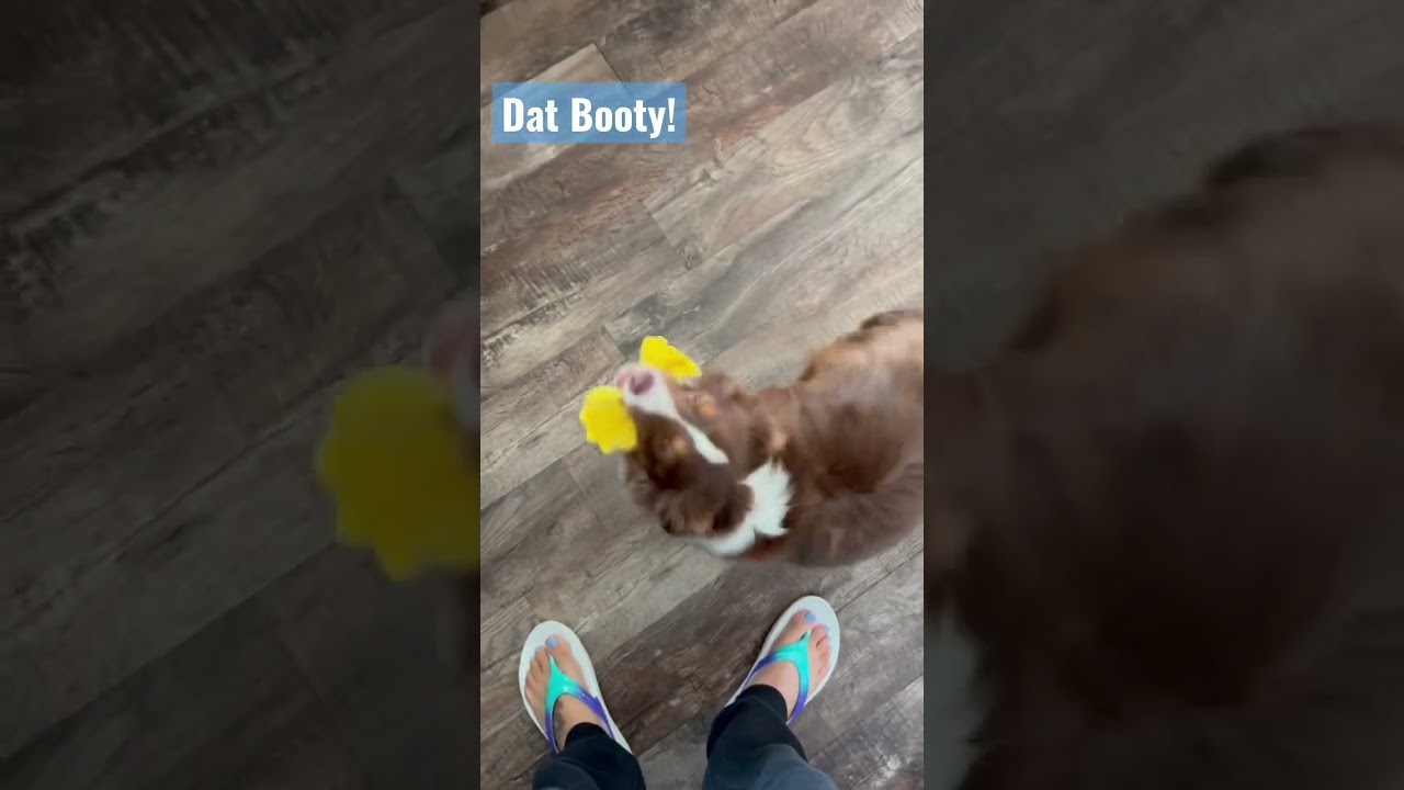 He Might Wiggle His Butt Off Over This New Toy 