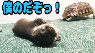 押したらキャットフードが届くスイッチをカワウソにプレゼントしたよ【しゃもじ】